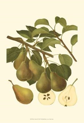 Framed Pear Varieties III Print