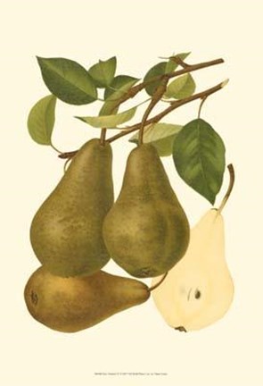Framed Pear Varieties IV Print