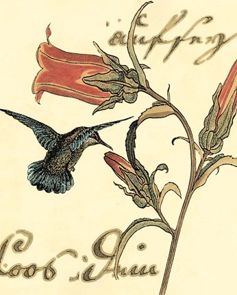 Framed Small Hummingbird Reverie III Print