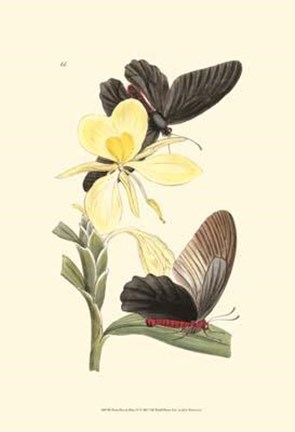 Framed Butterflies and Flora IV Print
