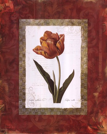 Framed Tulipe Cultivee Print