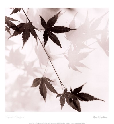Framed Japanese Maple Leaves No. 1 Print