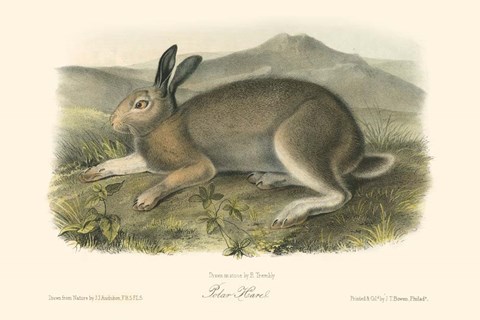 Framed Polar Hare Print
