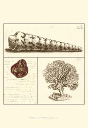 Framed Shell Classification I Print