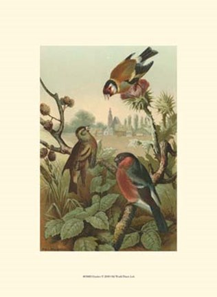 Framed Finches Print
