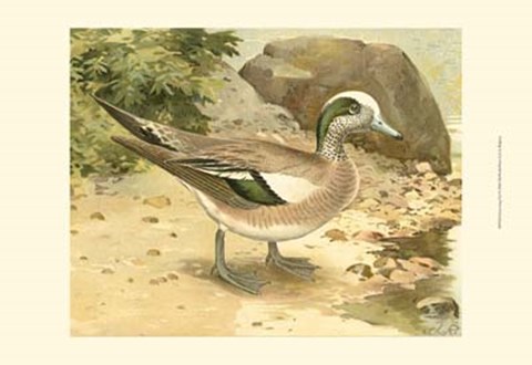 Framed Green-wing Teal Print