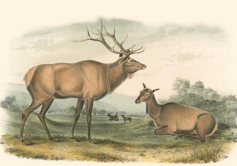 Framed American Elk and Deer Print