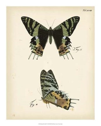 Framed Butterfly Profile IV Print