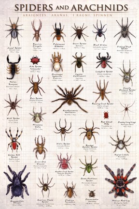 Framed Spiders &amp; Arachnids Print