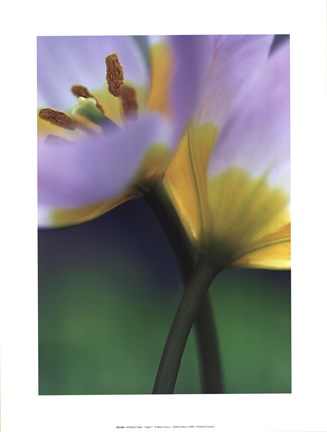 Framed Tulipe 7 Print