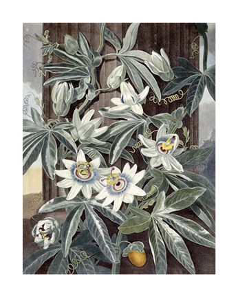 Framed Passion Flowers Print