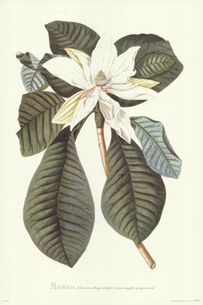 Framed Magnolia Folis Oblongis Print
