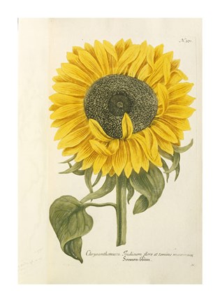 Framed Sun Flower Print
