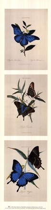 Framed American museum of natural history - Butterflies lll Print