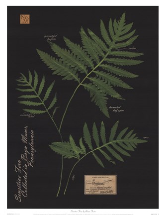 Framed Sensitive Fern Print