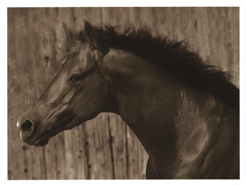 Framed Bayhorse Print