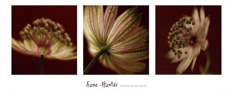 Framed Astrantia on Red Triptych Print