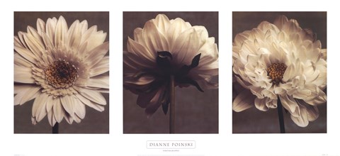 Framed Daisy/Dahlia Print