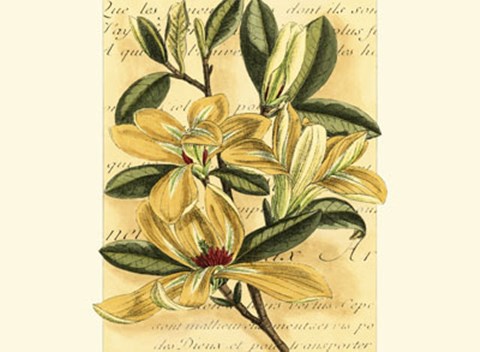 Framed French Magnolia Print