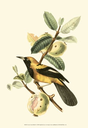 Framed Cuvier Exotic Birds II Print
