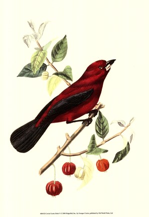 Framed Cuvier Exotic Birds V Print