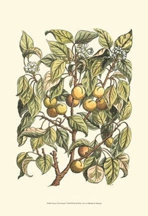 Framed Apricot Tree Branch Print