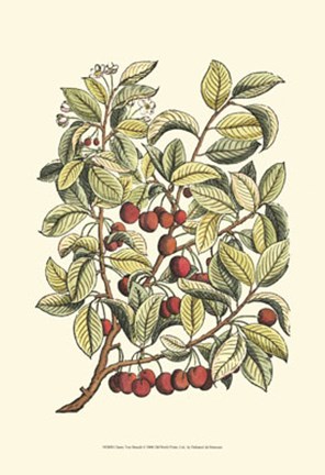 Framed Cherry Tree Branch Print