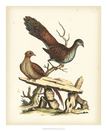 Framed Regal Pheasants I Print