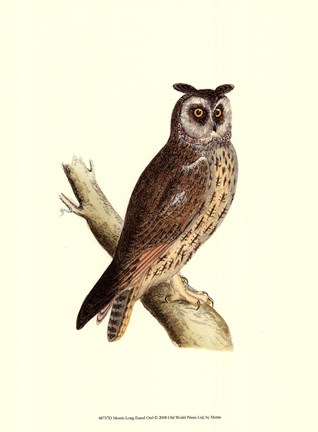 Framed Long Eared Owl Print