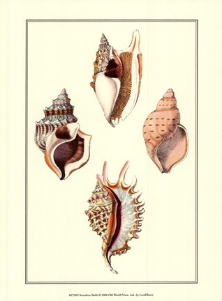 Framed Strombus Shells Print