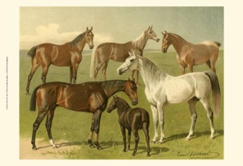Framed Horse Breeds I Print