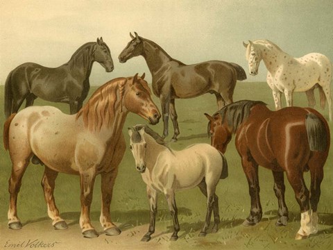 Framed Horse Breeds II Print