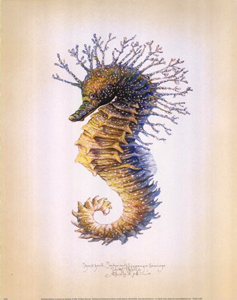 Framed Shorthead Seahorse Print