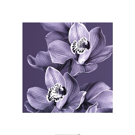 Framed Mauve Orchid #2 Print