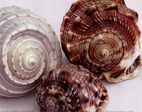 Framed Spiral Shells Print