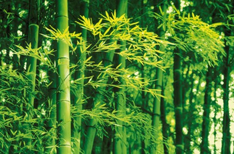 Framed Bamboo in Spring Print