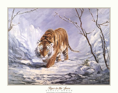 Framed Tiger In The Snow Print