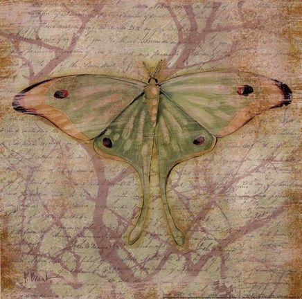 Framed Vintage Butterflies III Print