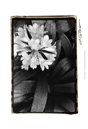 Framed Floral Elegance IV Print