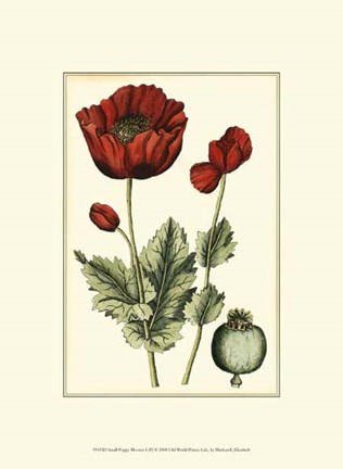 Framed Small Poppy Blooms I (P) Print