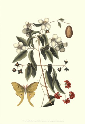 Framed Sm Catesby Butterfly&amp;Botan. III (P) Print