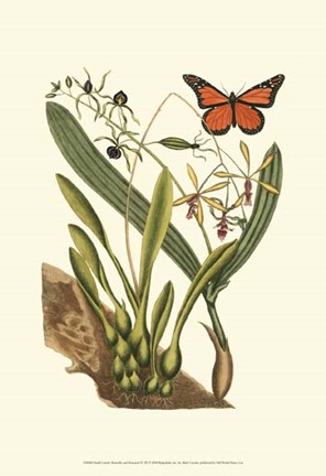 Framed Sm Catesby Butterfly&amp;Botan. IV (P) Print