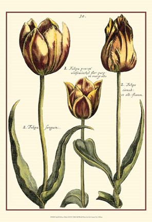 Framed Small DePasse Tulipa II (P) Print