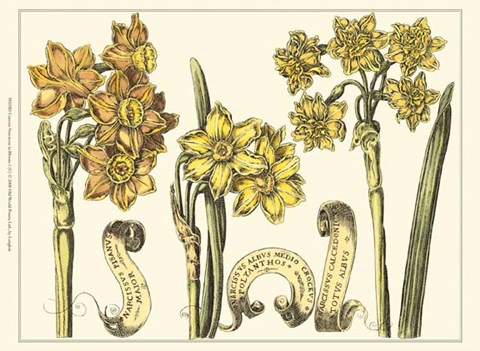 Framed Custom Narcissus in Bloom I (U) Print