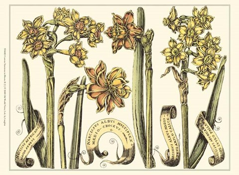 Framed Custom Narcissus in Bloom II (U) Print