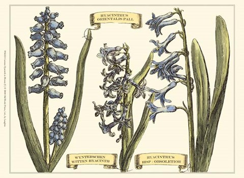 Framed Custom Hyacinth in Bloom (U) Print