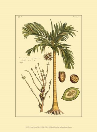 Framed Printed Exotic Palm V Print