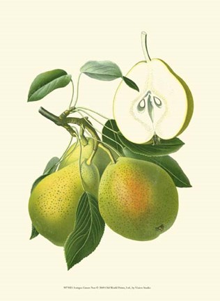 Framed Antique Green Pear Print