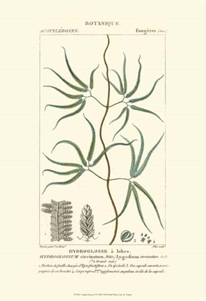 Framed Botany II Print