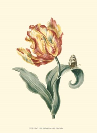Framed Tulipa V Print